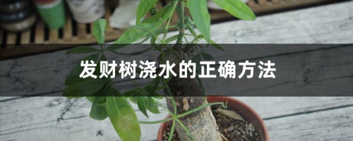 发财树浇水的正确方法，发财树多久浇一次水