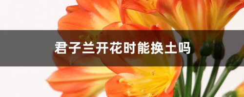 君子兰开花时能换土吗