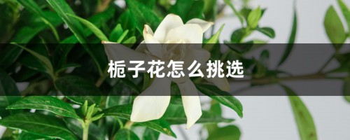 栀子花怎么挑选