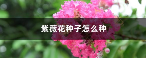 紫薇花种子怎么种