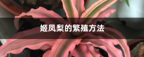 姬凤梨的繁殖方法